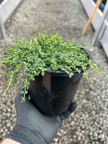 Thymus serpyllum Albus