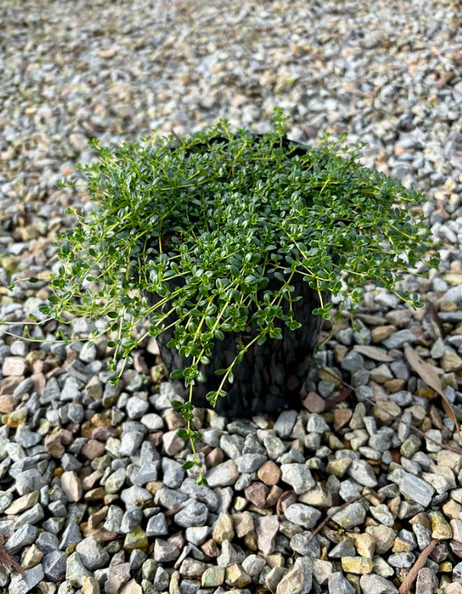 Thymus serpyllum Albus