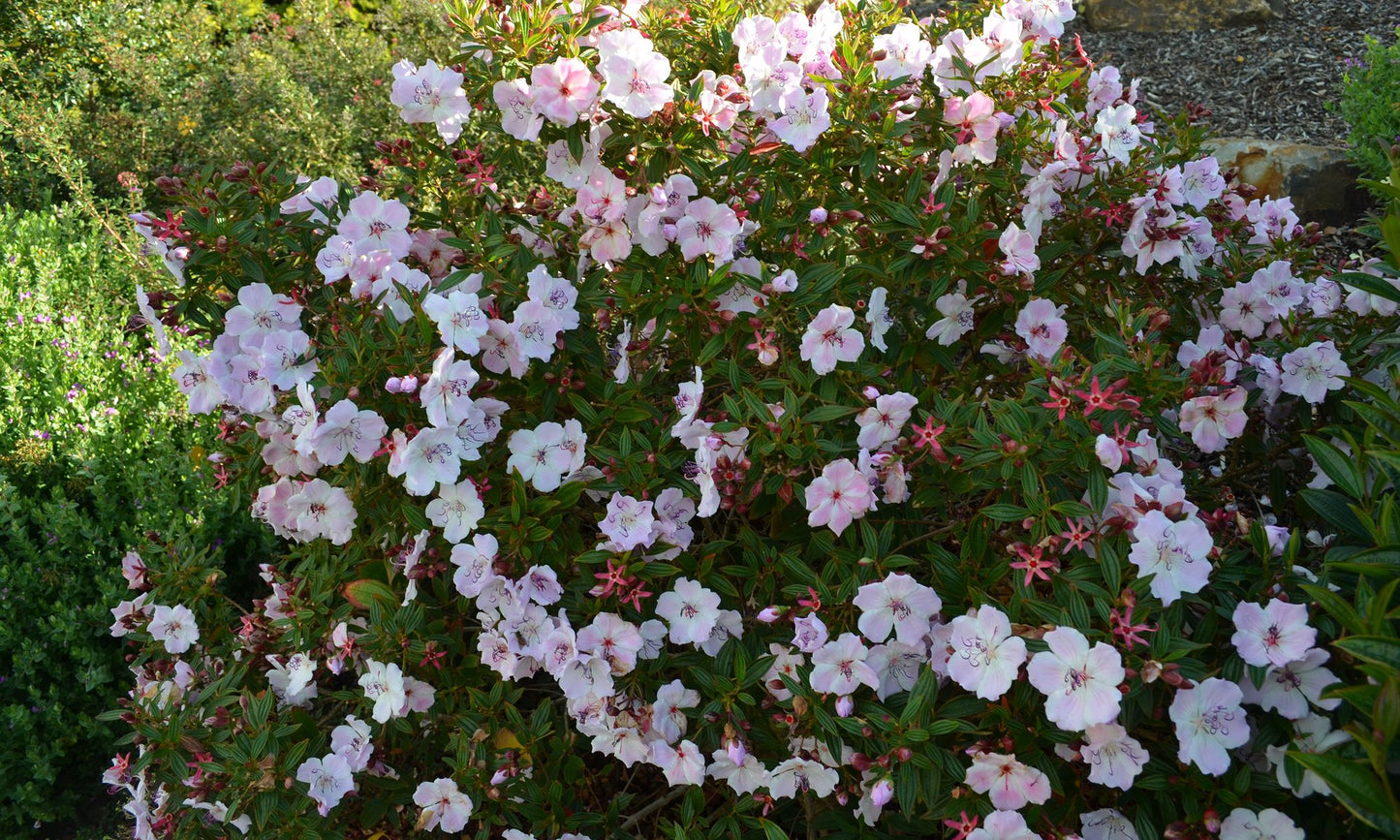 Tibouchina ‘Foxxy Baby’
