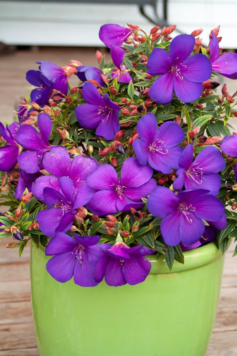 Tibouchina ‘Groovy Baby’