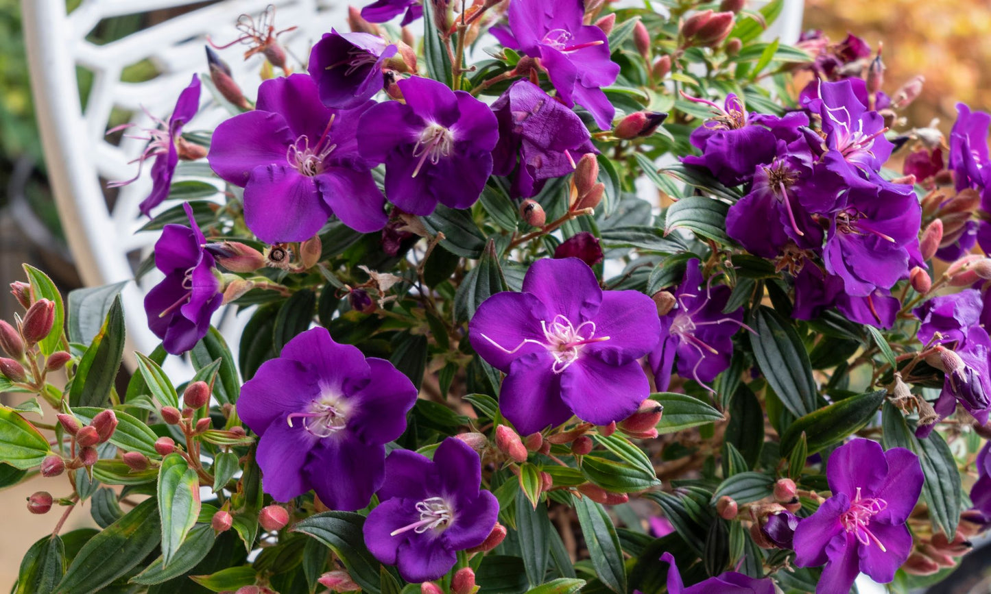Tibouchina ‘Hypnotic Baby’
