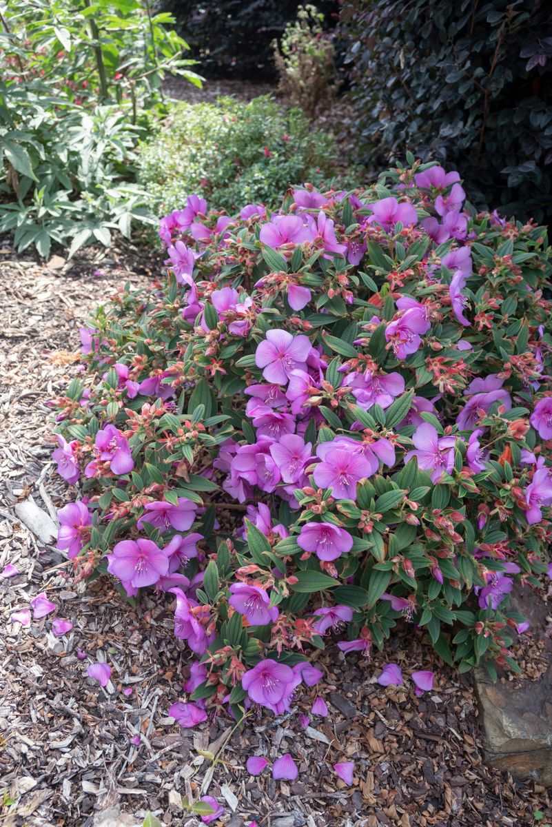 Tibouchina ‘Mojo Baby’