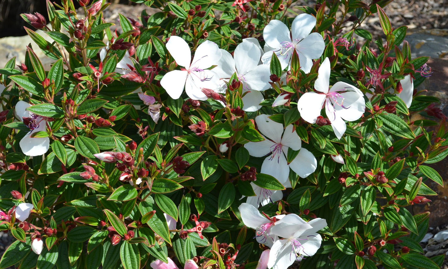 Tibouchina ‘Peace Baby’
