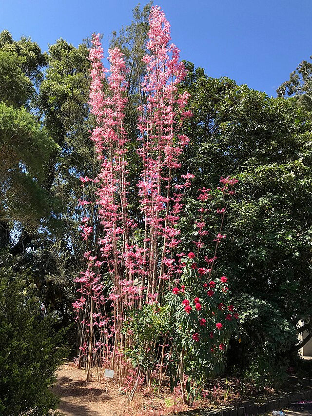 Toona sinensis Flamingo
