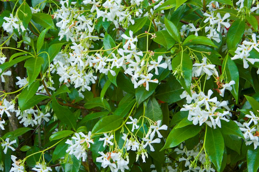 Trachelospermum jasminoides