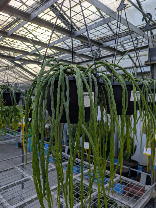 Tradescantia zebrina