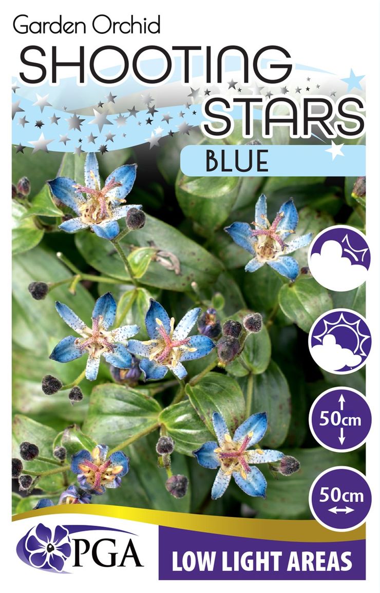 Tricyrtis Garden Orchid 'Blue Shooting Stars' – The Plant Broker
