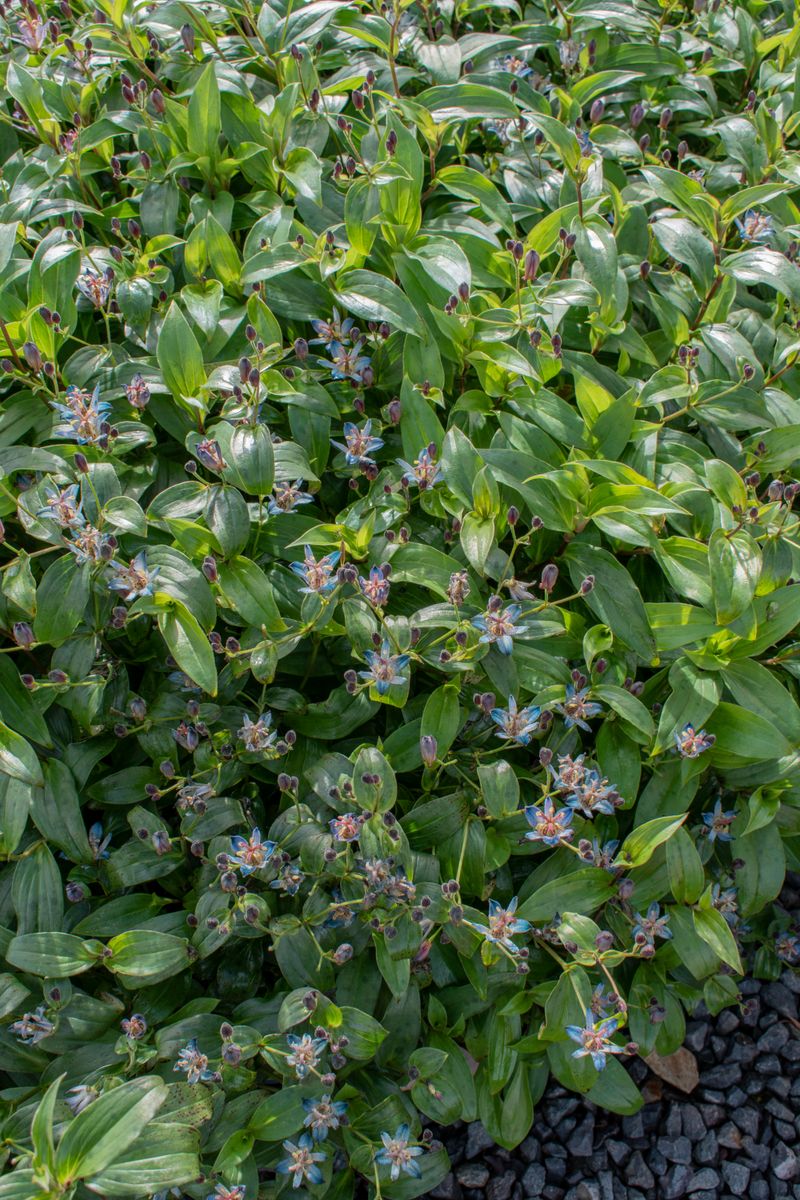 Tricyrtis Garden Orchid ‘Blue Shooting Stars’