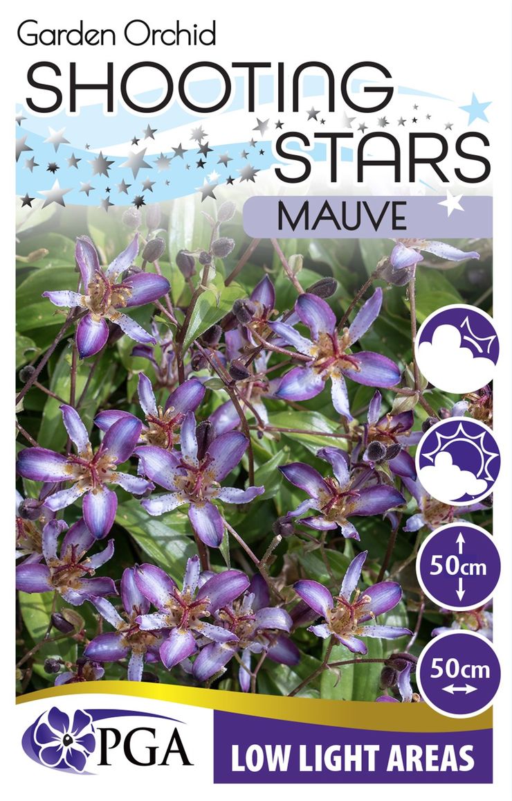 Tricyrtis Garden Orchid ‘Mauve Shooting Stars’