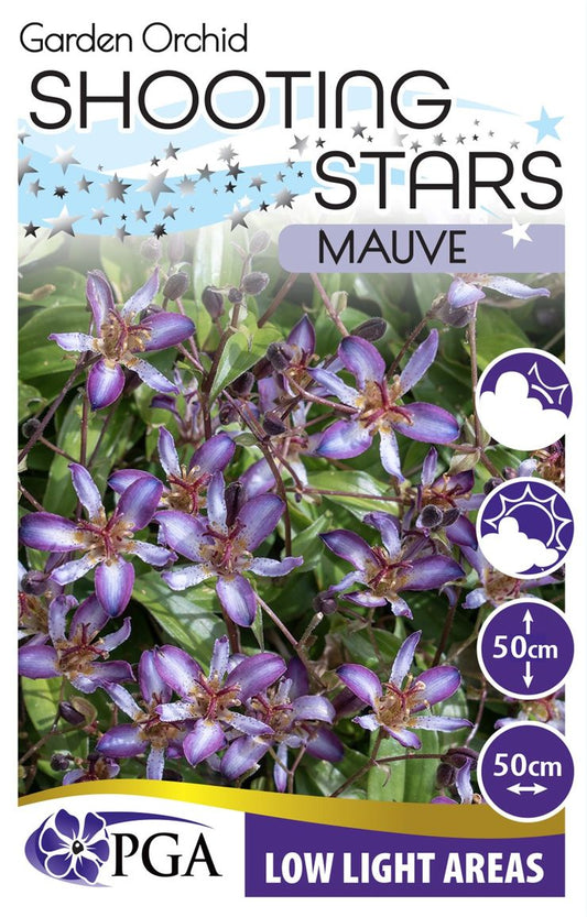 Tricyrtis Garden Orchid ‘Mauve Shooting Stars’