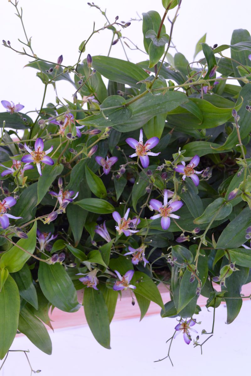 Tricyrtis Garden Orchid ‘Mauve Shooting Stars’
