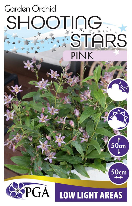 Tricyrtis Garden Orchid ‘Pink Shooting Stars’