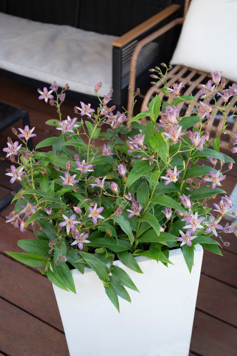 Tricyrtis Garden Orchid ‘Pink Shooting Stars’