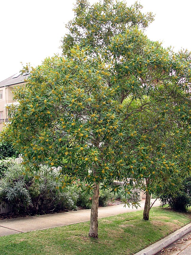 Tristaniopsis laurina