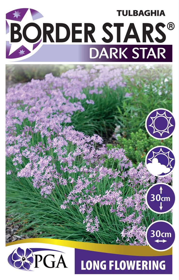 Tulbaghia ‘Dark Star’