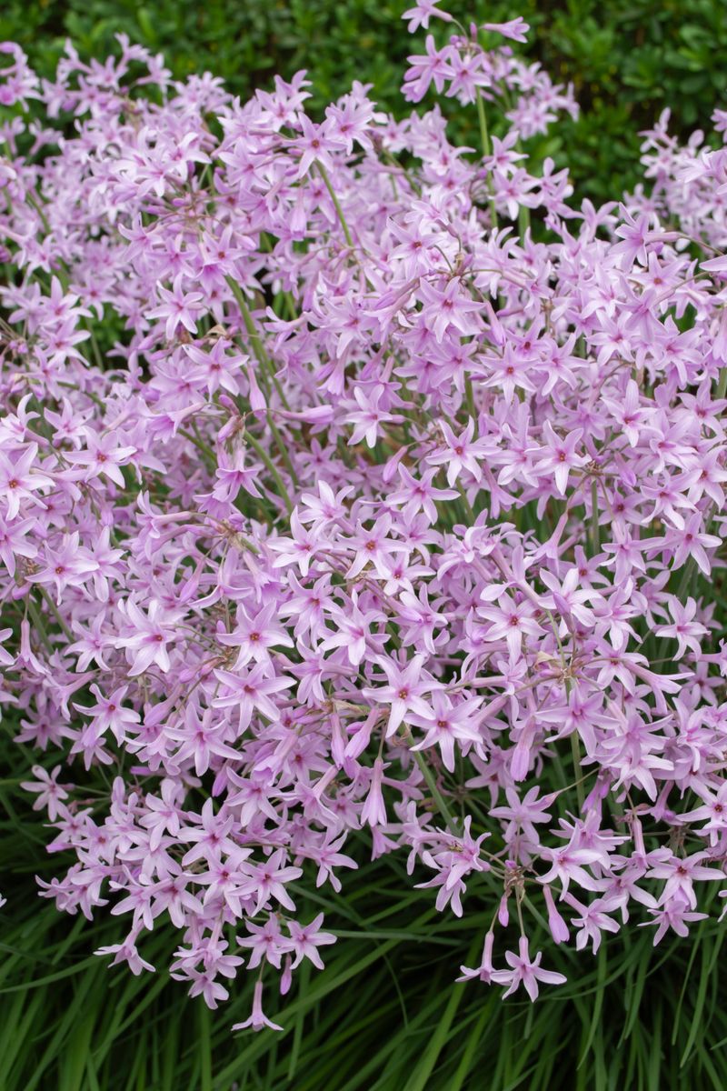 Tulbaghia ‘Dark Star’
