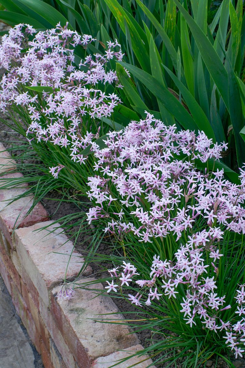 Tulbaghia 'Fairy Star'