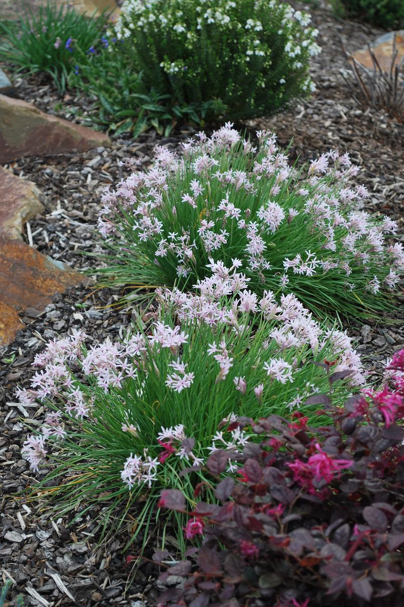 Tulbaghia ‘Starlet’