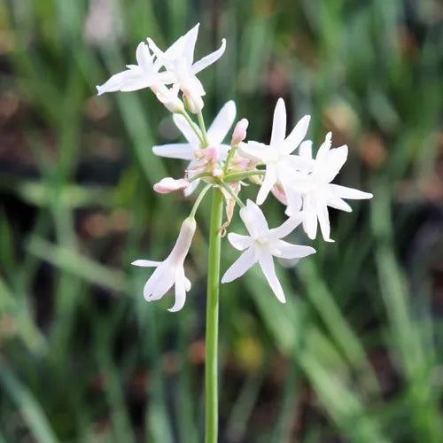 Tulbaghia simmleri Alba