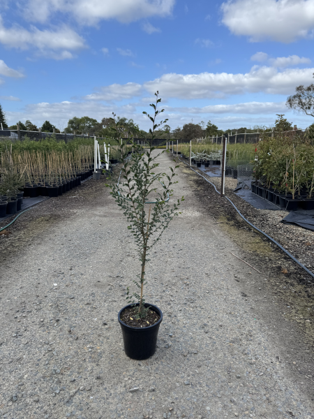 Ulmus parvifolia