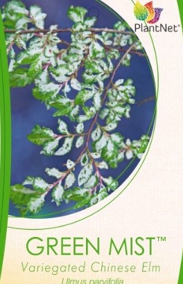 Ulmus parvifolia Green Mist