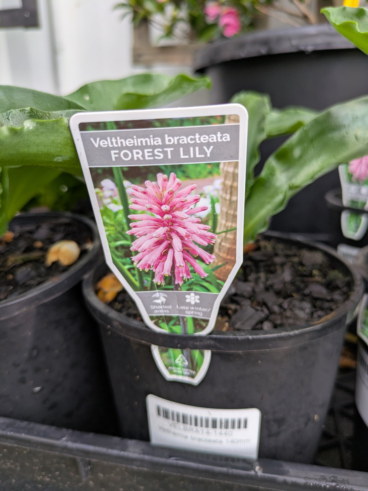 Veltheimia bracteata