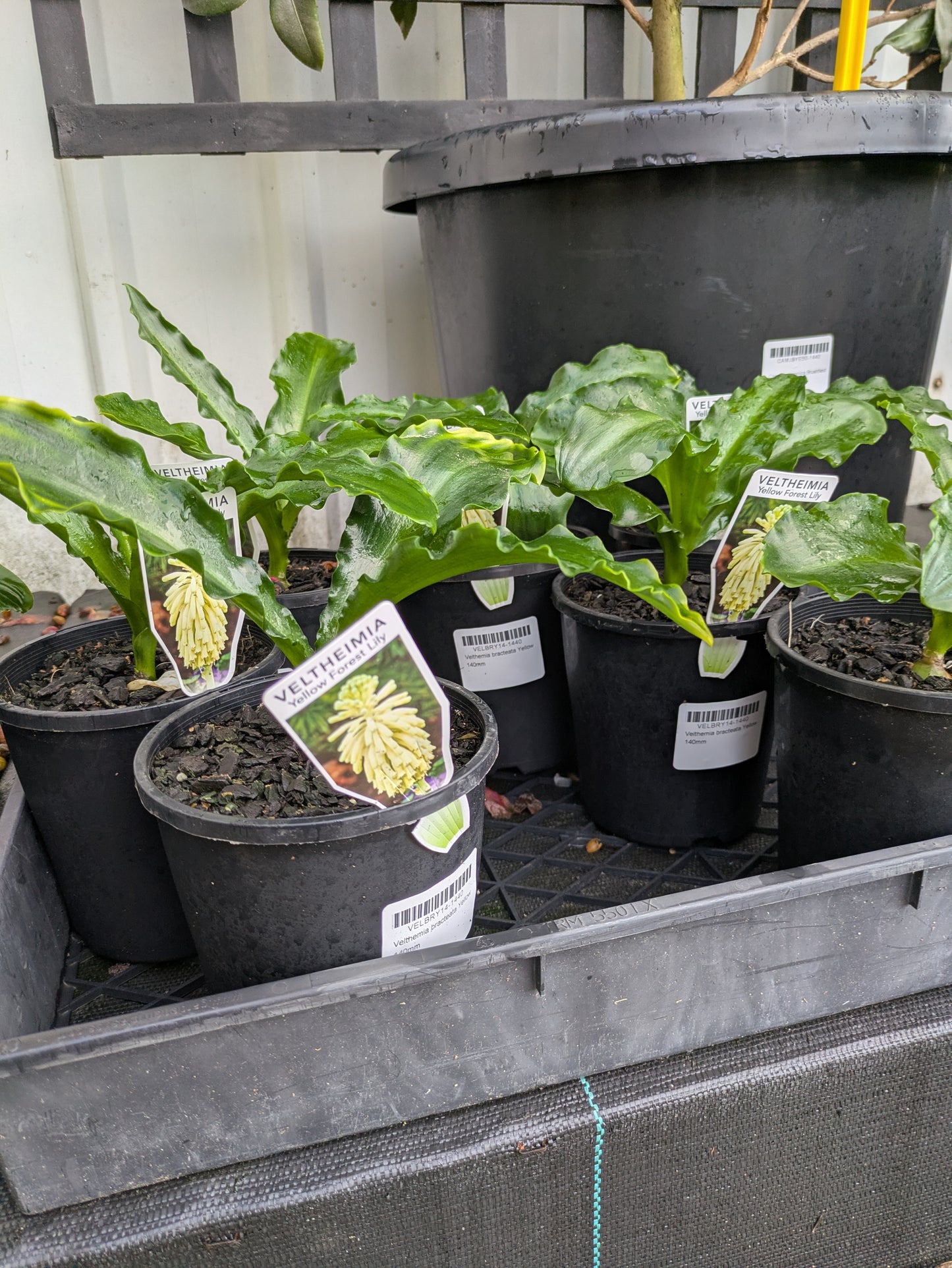 Veltheimia bracteata Yellow