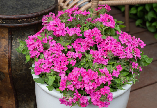Verbena Top Pink