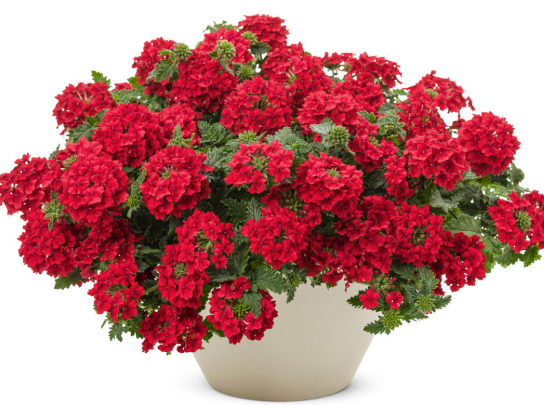 Verbena Top Red