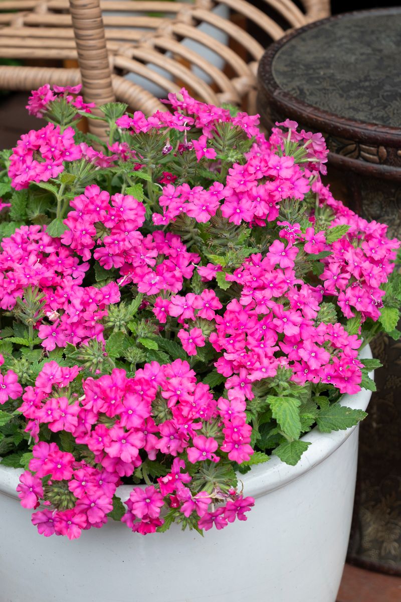 Verbena ‘Deep Pink FLOWERBURST®’
