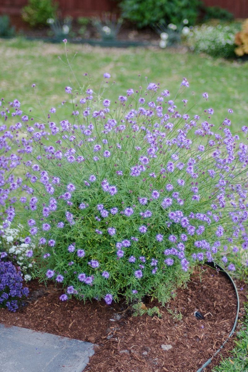 Verbena ‘Fragrant Verbena’