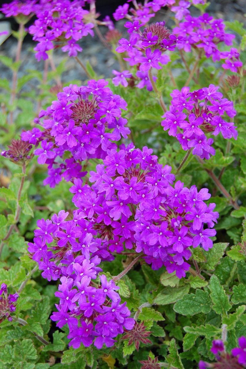 Verbena ‘Homestead Purple’