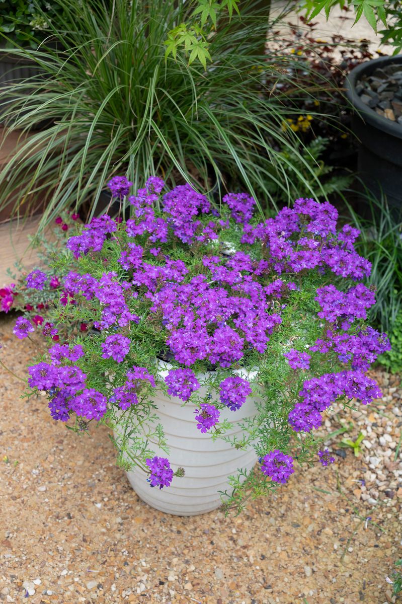 Verbena ‘Purple Passion’