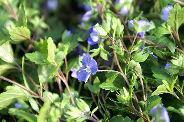 Veronica umbrosa Georgia Blue