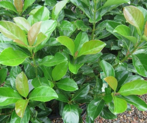 Viburnum odoratissimum Emerald Lustre