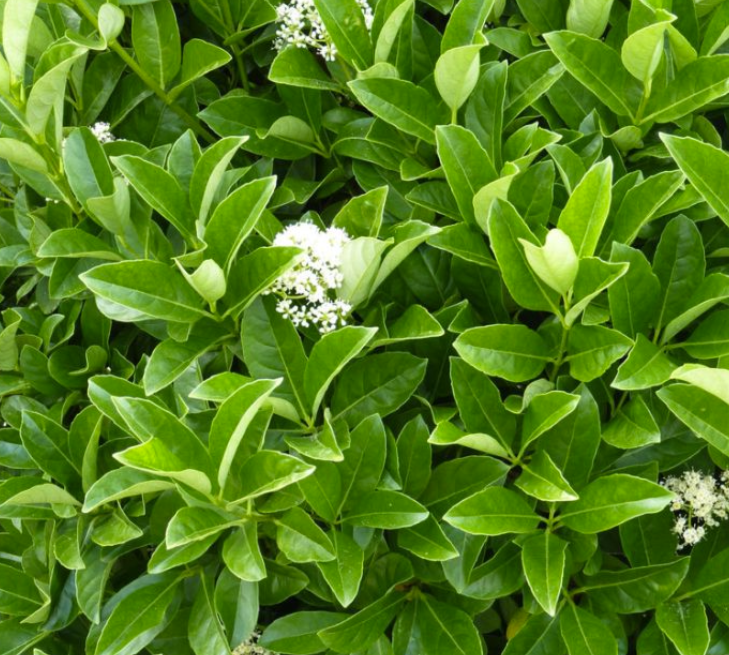 Viburnum odoratissimum