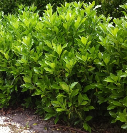 Viburnum odoratissimum Awabuki