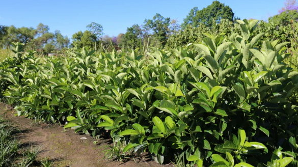 Viburnum odoratissimum 'Quick Fence' pbr