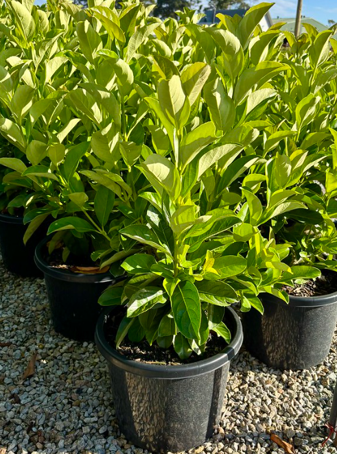 Viburnum odoratissimum 'Quick Fence' pbr