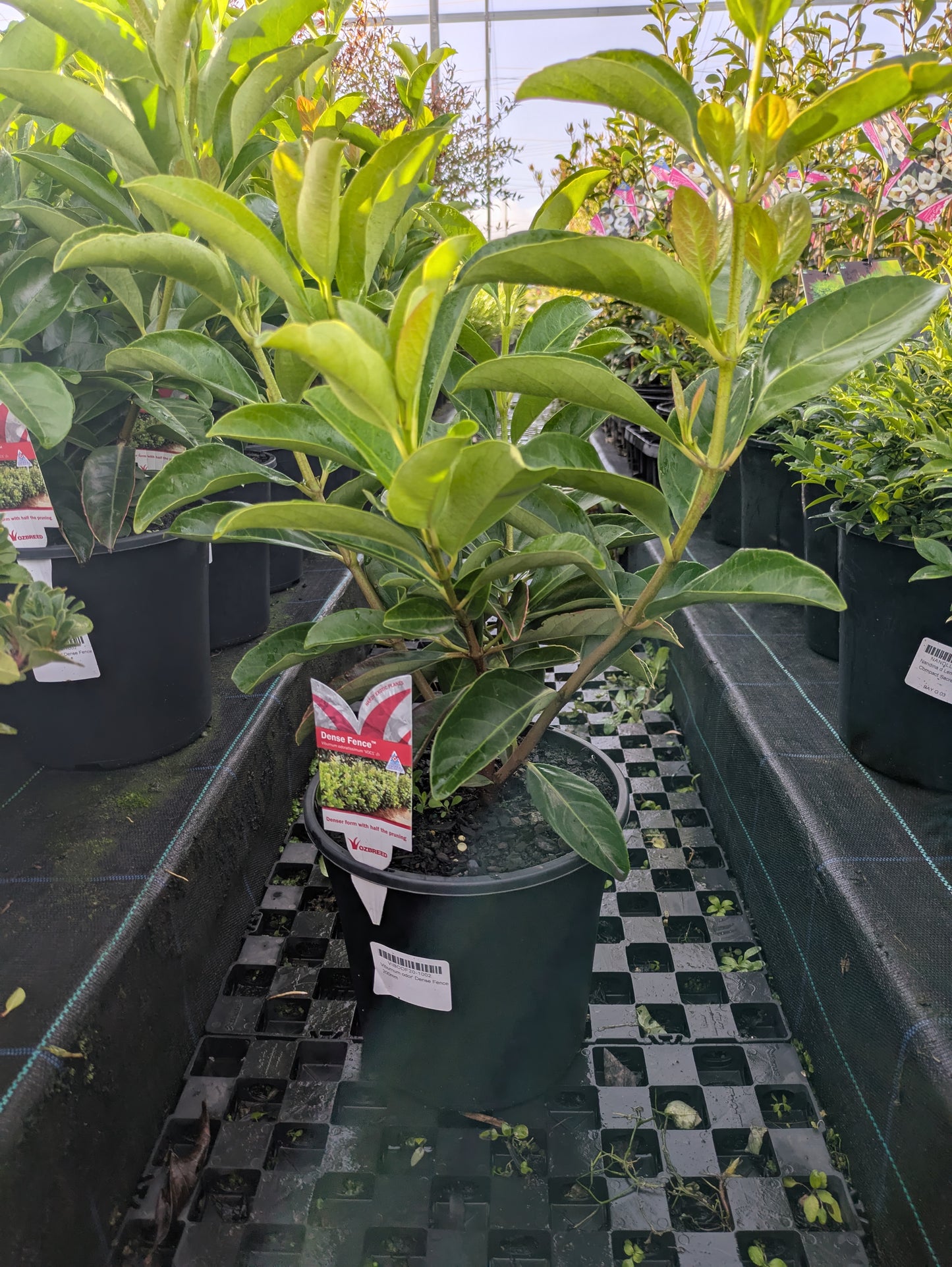 Viburnum odoratissimum (VOC1) DENSE FENCE™