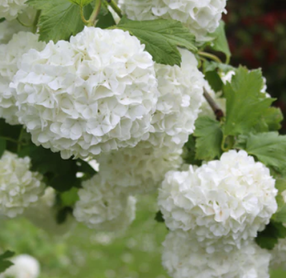 Viburnum opulus Sterile