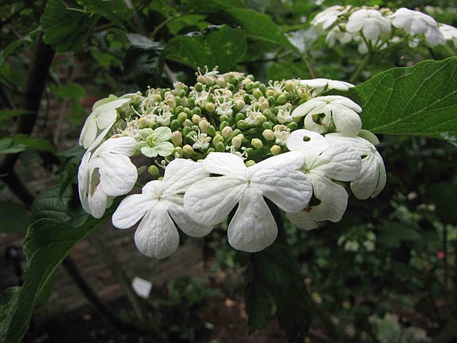 Viburnum opulus 'Compactum'
