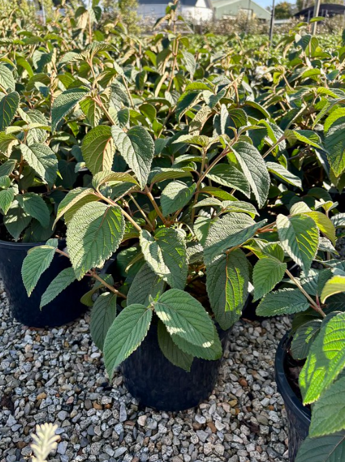 Viburnum plicatum