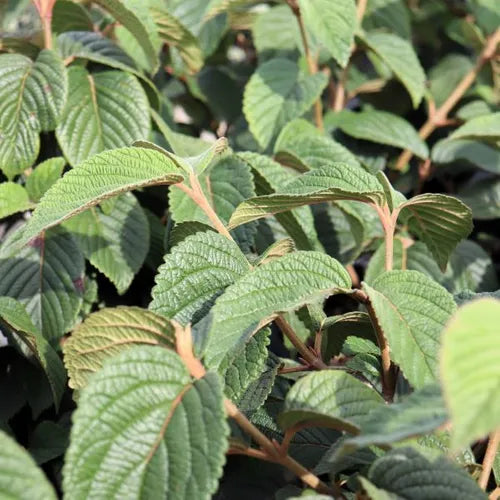 Viburnum plicatum