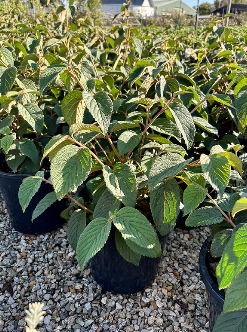 Viburnum plicatum 'Mariesii'