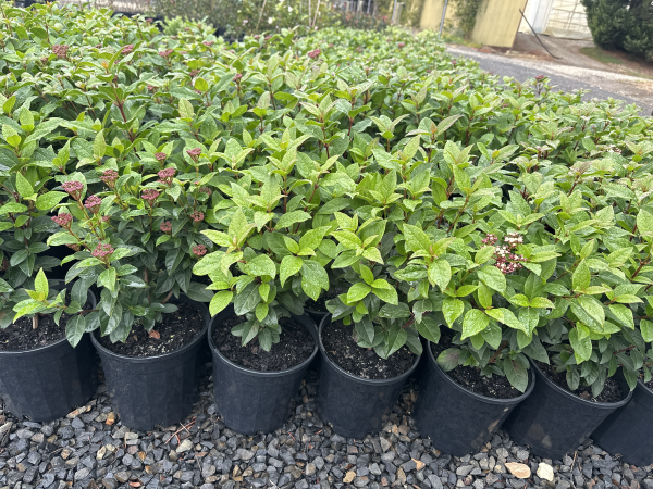 Viburnum tinus Anvi