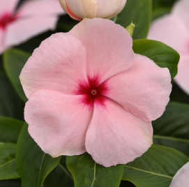 Vinca Apricot
