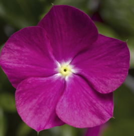 Vinca Cora Violet