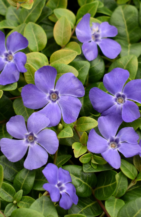 Vinca Minor Darts Blue