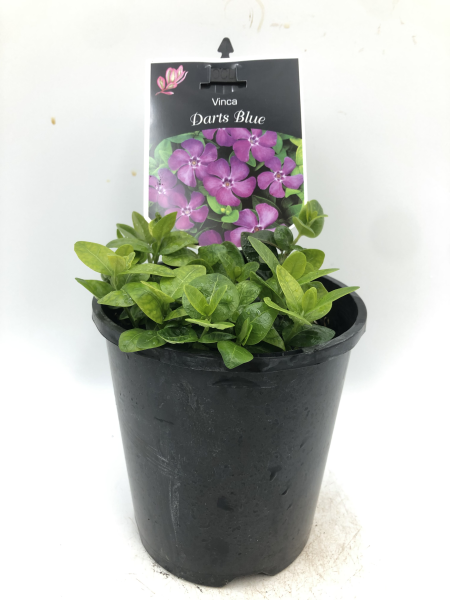 Vinca Minor Darts Blue